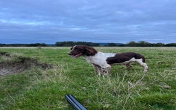 English Springer Spaniel dogs for sale: Springer spaniel puppies - Image 6