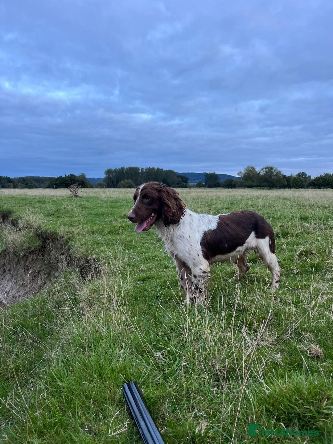 English Springer Spaniel dogs for sale: Springer spaniel puppies - Image 6