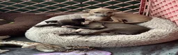 Italian Greyhound dogs for sale: Gorgeous KC Italian Greyhounds - Advert 4
