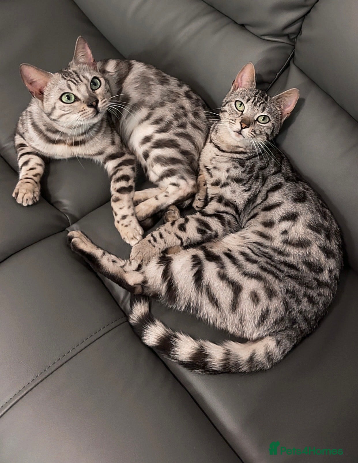 Bengal cats Gorgeous Bengal X Female!! - Advert 4