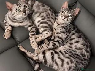 Bengal cats Gorgeous Bengal X Female!! - Advert 4