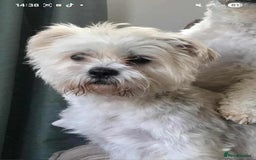 Mixed Breed dogs for sale: Chubby beautiful puppies - Image 2