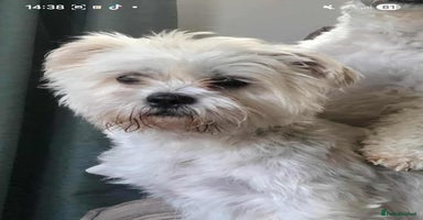 Mixed Breed dogs - Advert 1