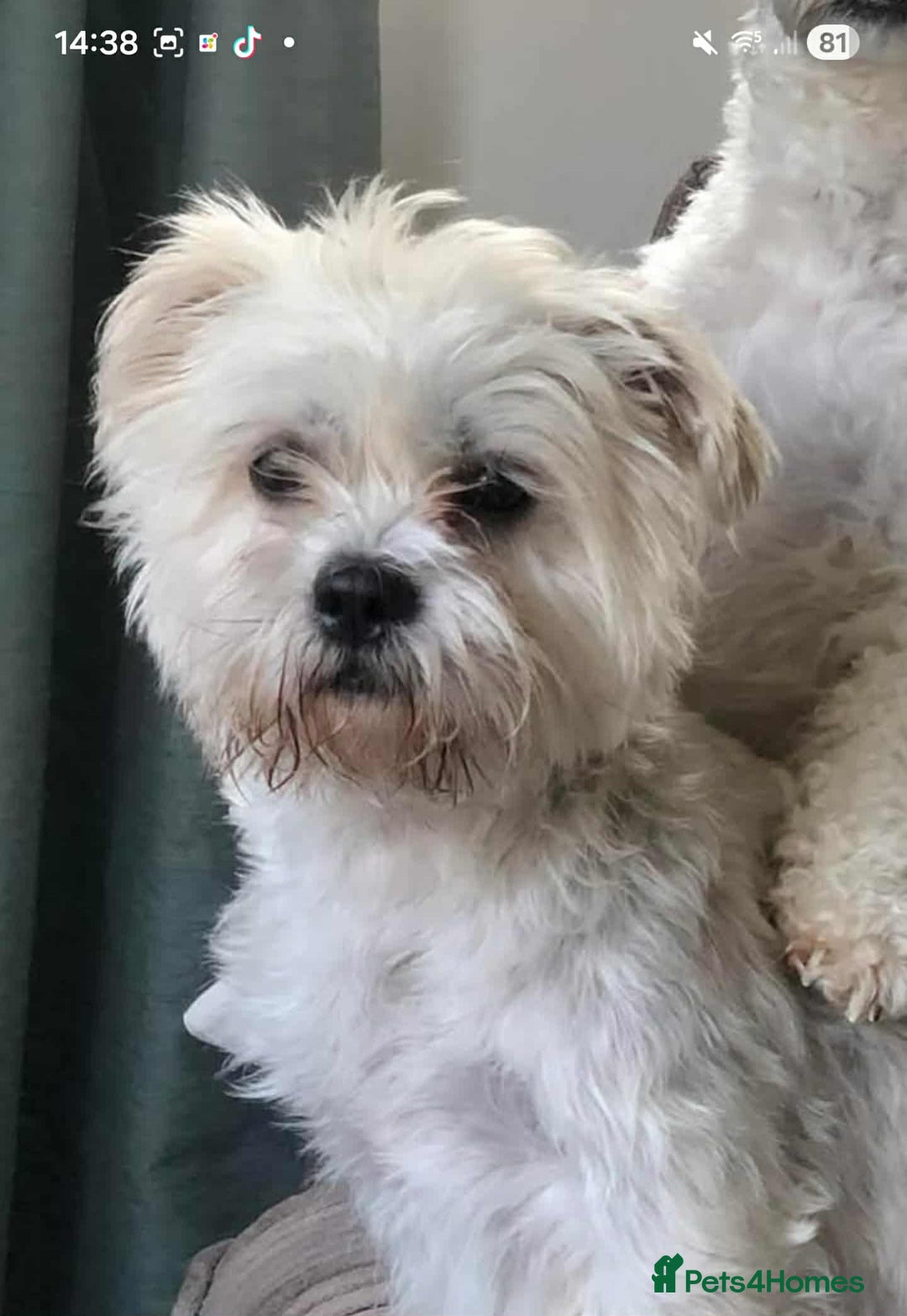 Mixed Breed dogs for sale: Chubby beautiful puppies - Image 2