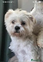 Mixed Breed dogs - Advert 8