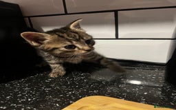 Mixed Breed cats for sale: 2 Kittens For Sale - Image 8