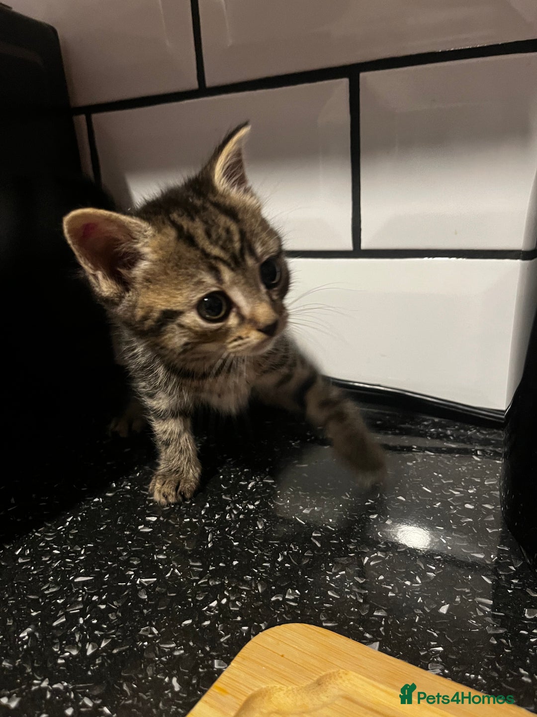 Mixed Breed cats for sale: 2 Kittens For Sale - Image 8