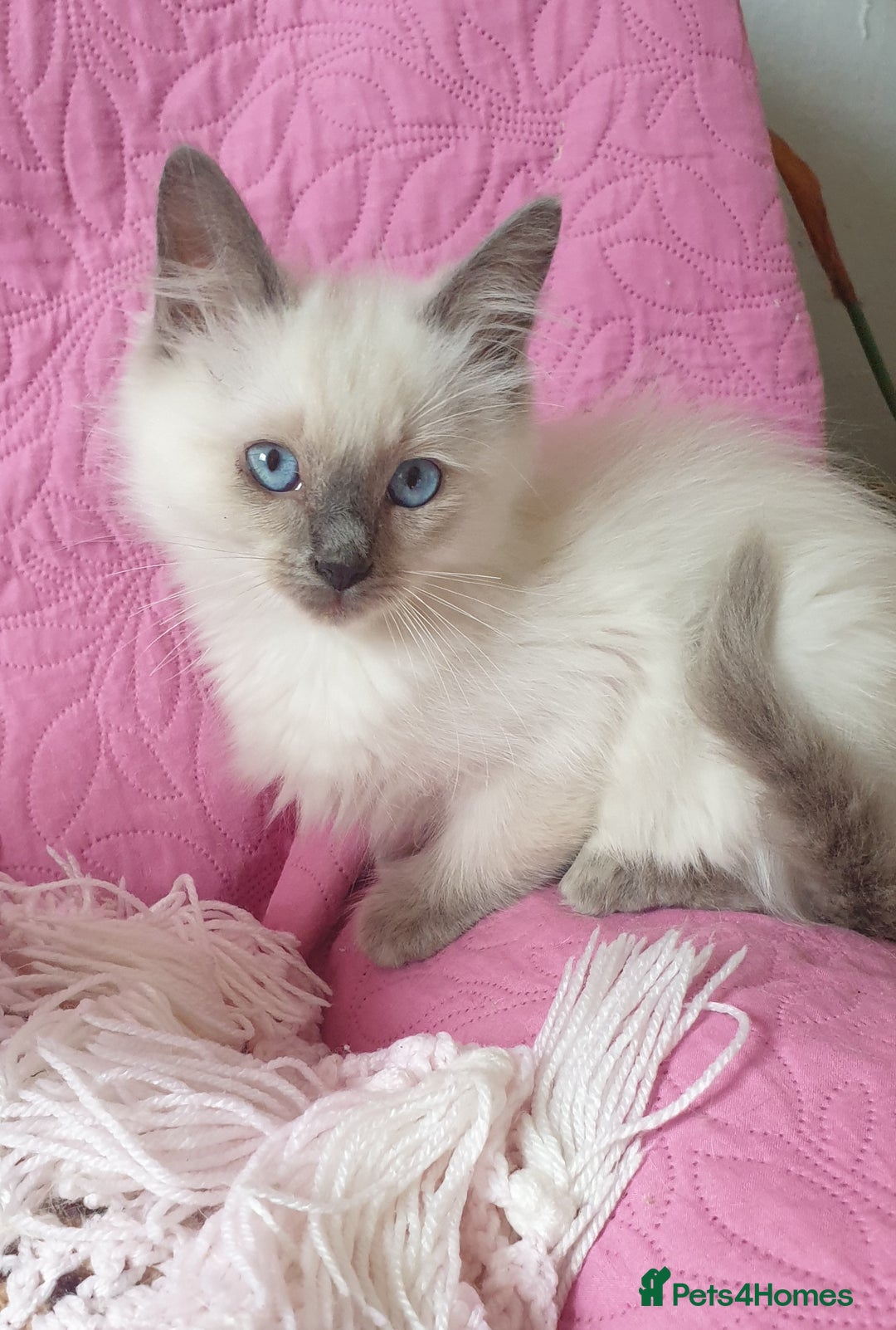 Ragdoll cats for sale: 💗Beautiful GCCF Registered Ragdoll Kittens. - Image 7