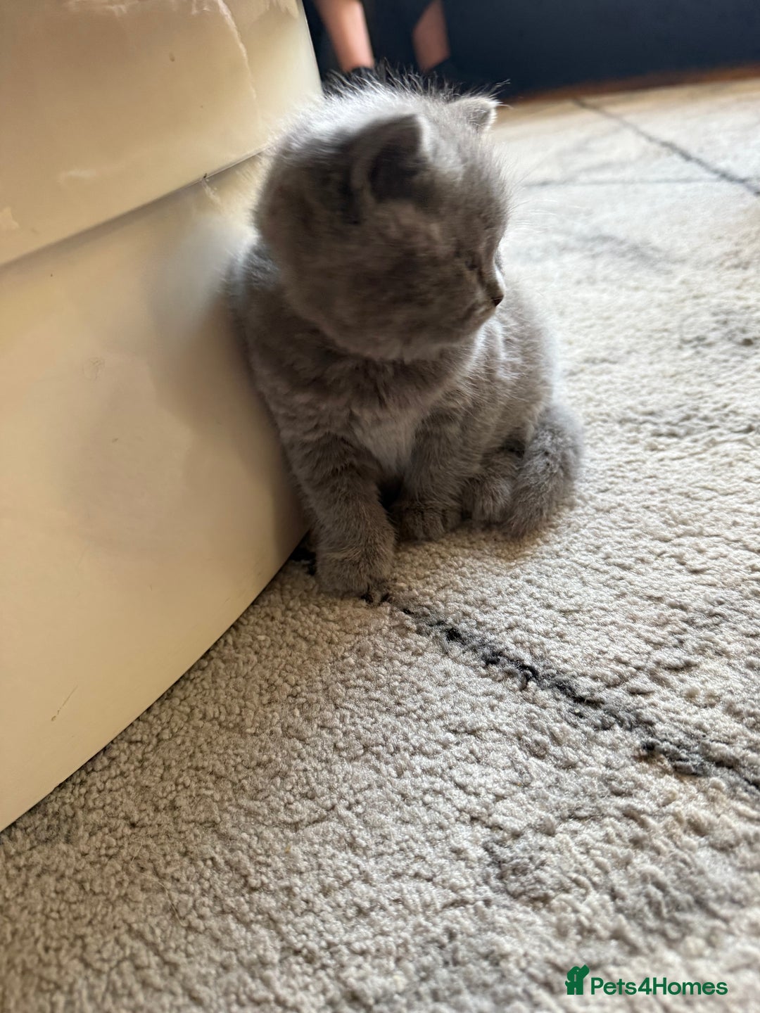 Scottish Fold cats for sale: Scottish fold kittens  - Advert 14