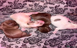 Chihuahua dogs for sale: 🐶 xxs Stunning pure chihuahua pups 🐶 - Image 18