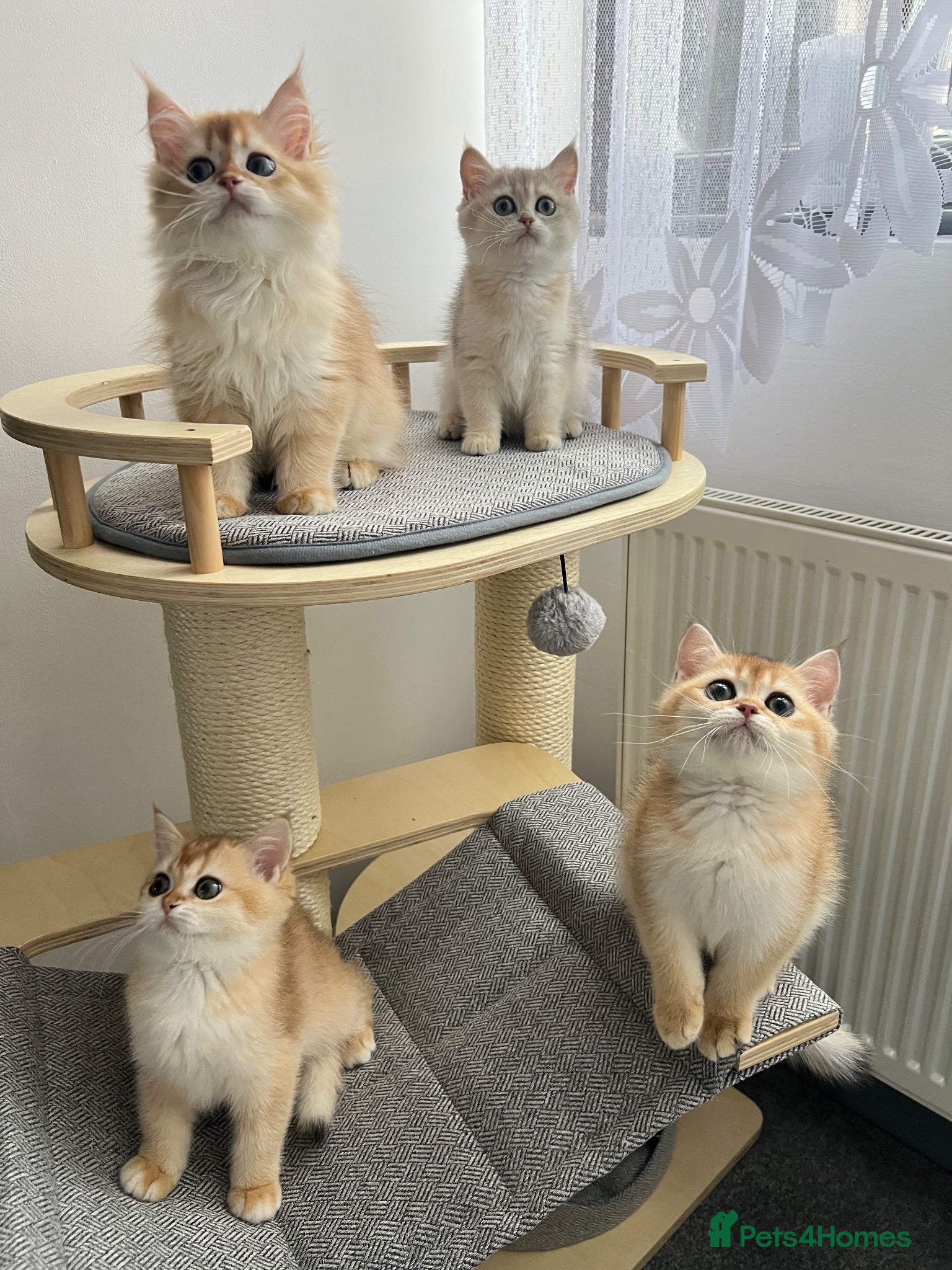 British Shorthair cats Beautiful Golden British Shorthair Kittens - Advert 2