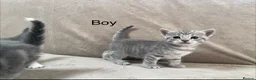 Mixed Breed cats for sale: Gorgeous Kittens Looking for Their Forever Homes - Advert 3