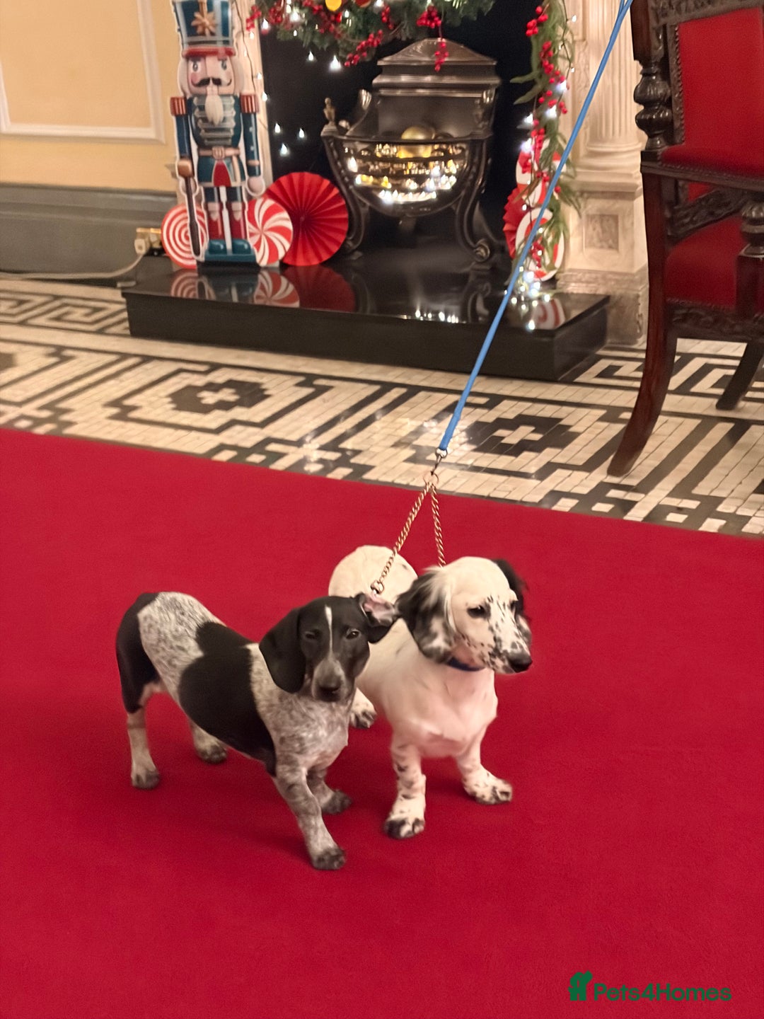 Dachshund dogs for sale: Last piebold black and white Dachshund Puppy  - Advert 19