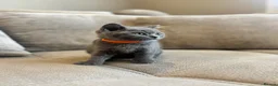 British Shorthair cats for sale: British Blue Shorthair GCCF Pedigree Registered  - Advert 7