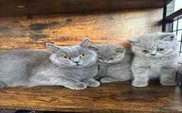 British Shorthair cats for sale: British Shorthair GCCF Registered Kittens  - Image 12