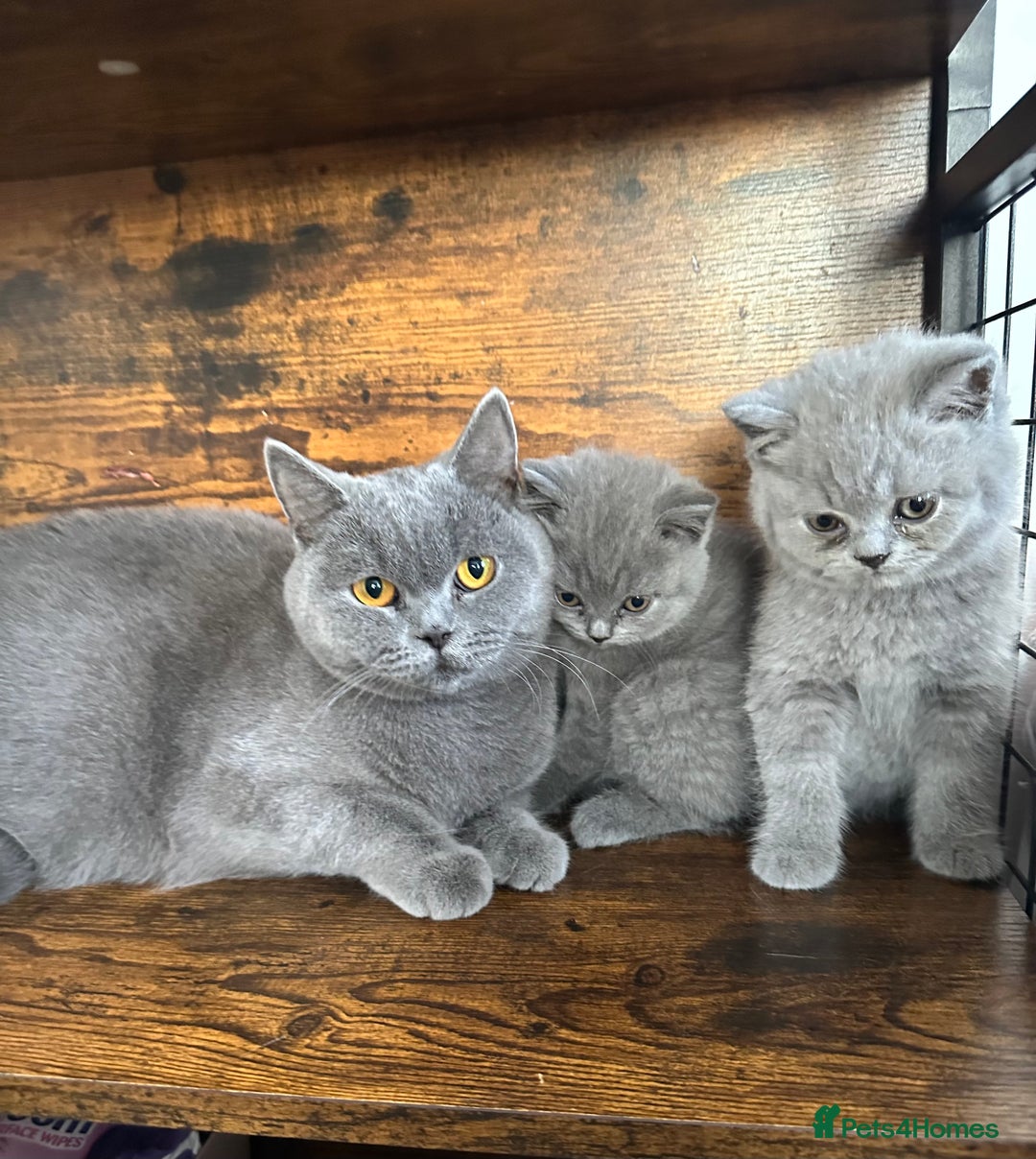 British Shorthair cats for sale: British Shorthair GCCF Registered Kittens  - Image 12