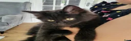 Mixed Breed cats for sale: Beautiful Maine Coon x Ragdoll Kittens for Sale - Advert 2