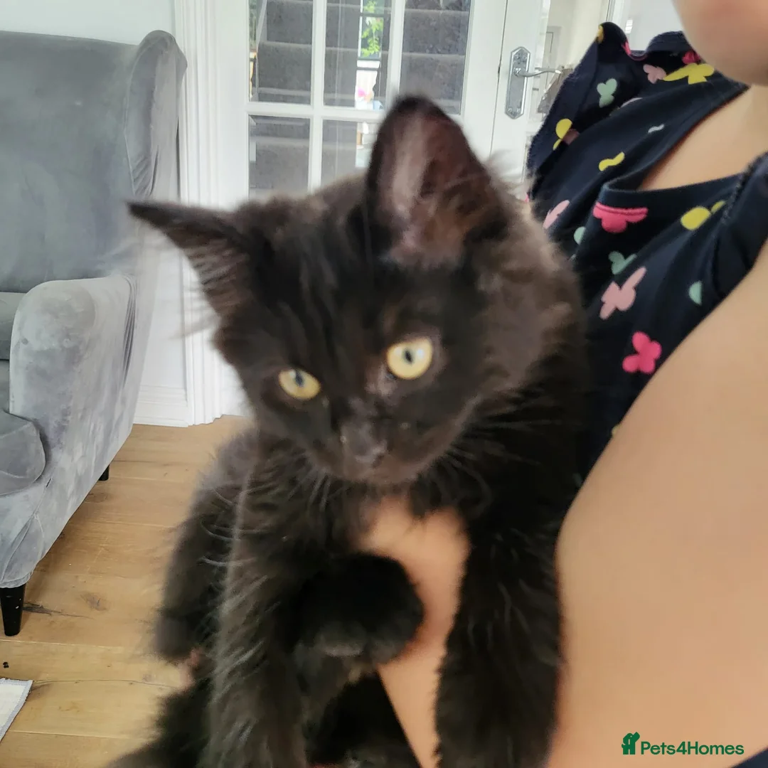Mixed Breed cats for sale: Beautiful Maine Coon x Ragdoll Kittens for Sale - Advert 2