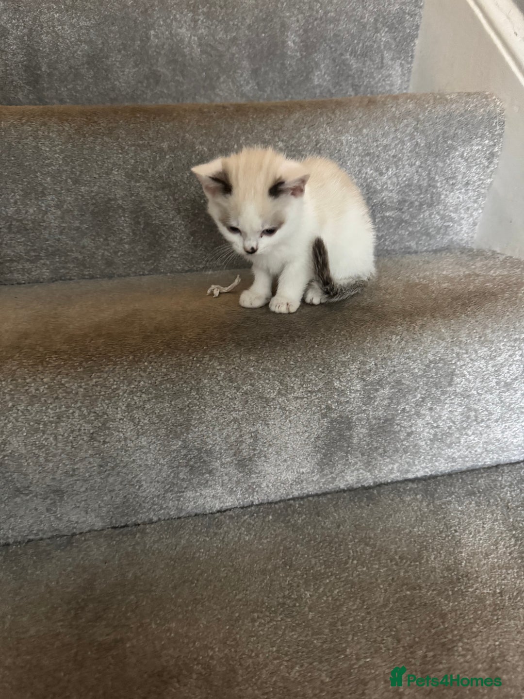 Mixed Breed cats for sale: Kittens for sale  - Image 4