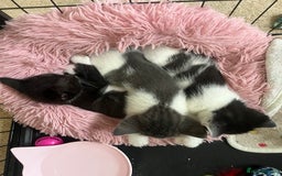 Mixed Breed cats for sale: Ragdoll mixed breed kittens  - Image 4