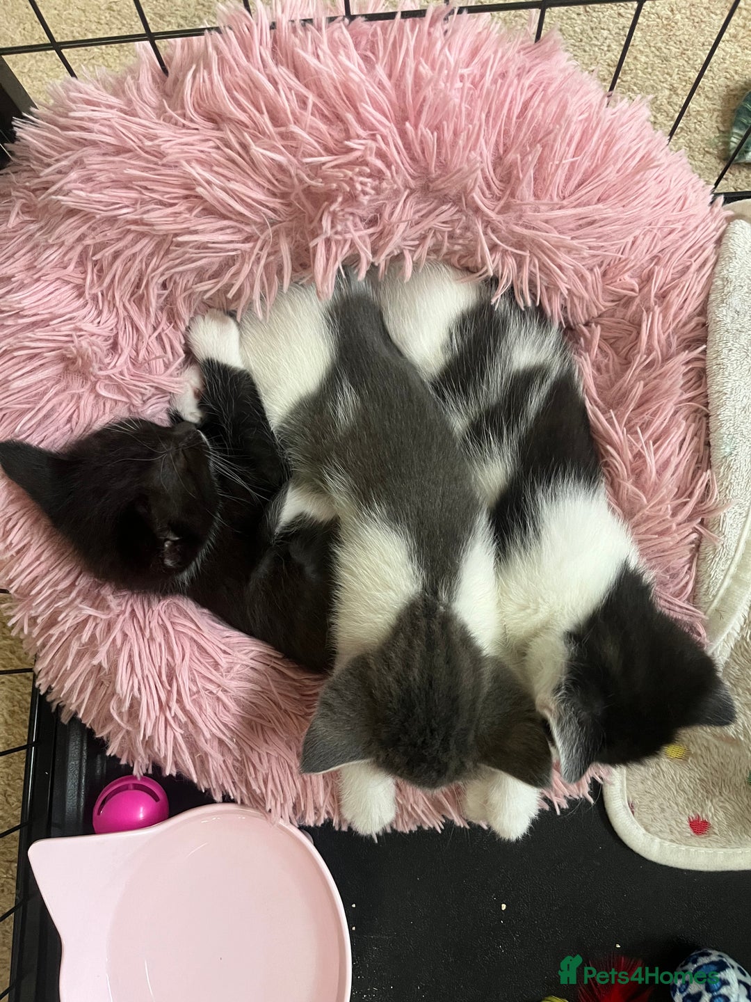 Mixed Breed cats for sale: Ragdoll mixed breed kittens  - Image 4