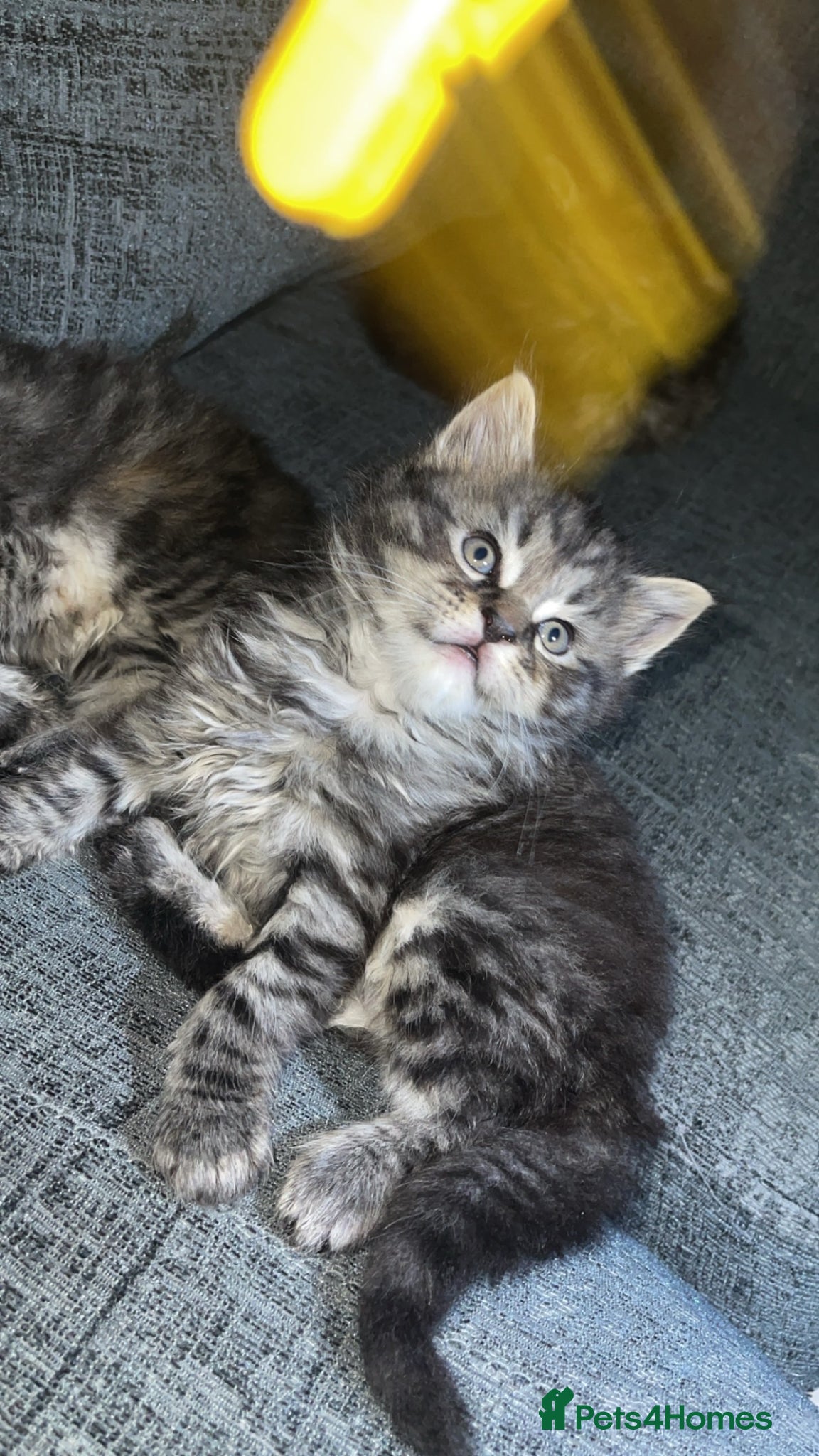 Maine Coon cats 3 absolutely gorgeous Maine coon X kittens - Advert 5