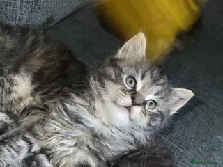 Maine Coon cats 3 absolutely gorgeous Maine coon X kittens - Advert 1