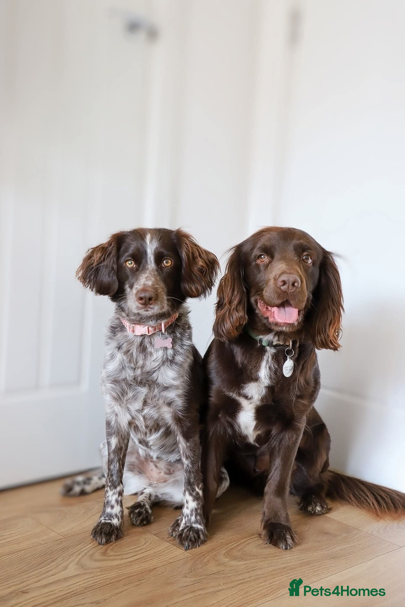 Sprocker dogs 7 beautiful sprockers - Advert 2