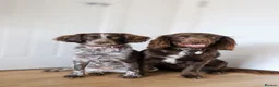 Sprocker dogs for sale: 7 beautiful sprockers - Advert 1
