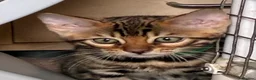 Bengal cats for sale: Male Bengal Kittens for sale - Advert 5