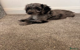 Cockapoo dogs for sale: 🐾Stunning blue merle Cockapoo Girl Puppy🐾 - Image 4