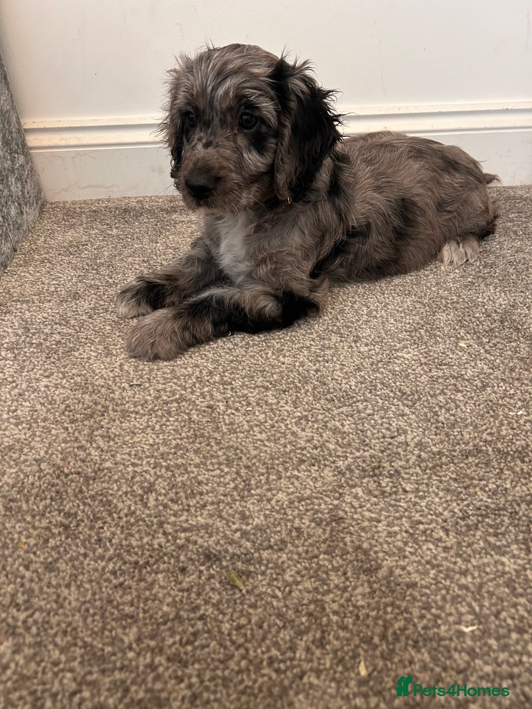Cockapoo dogs for sale: 🐾Stunning blue merle Cockapoo Girl Puppy🐾 - Image 4