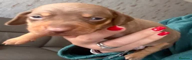 Miniature Dachshund 2