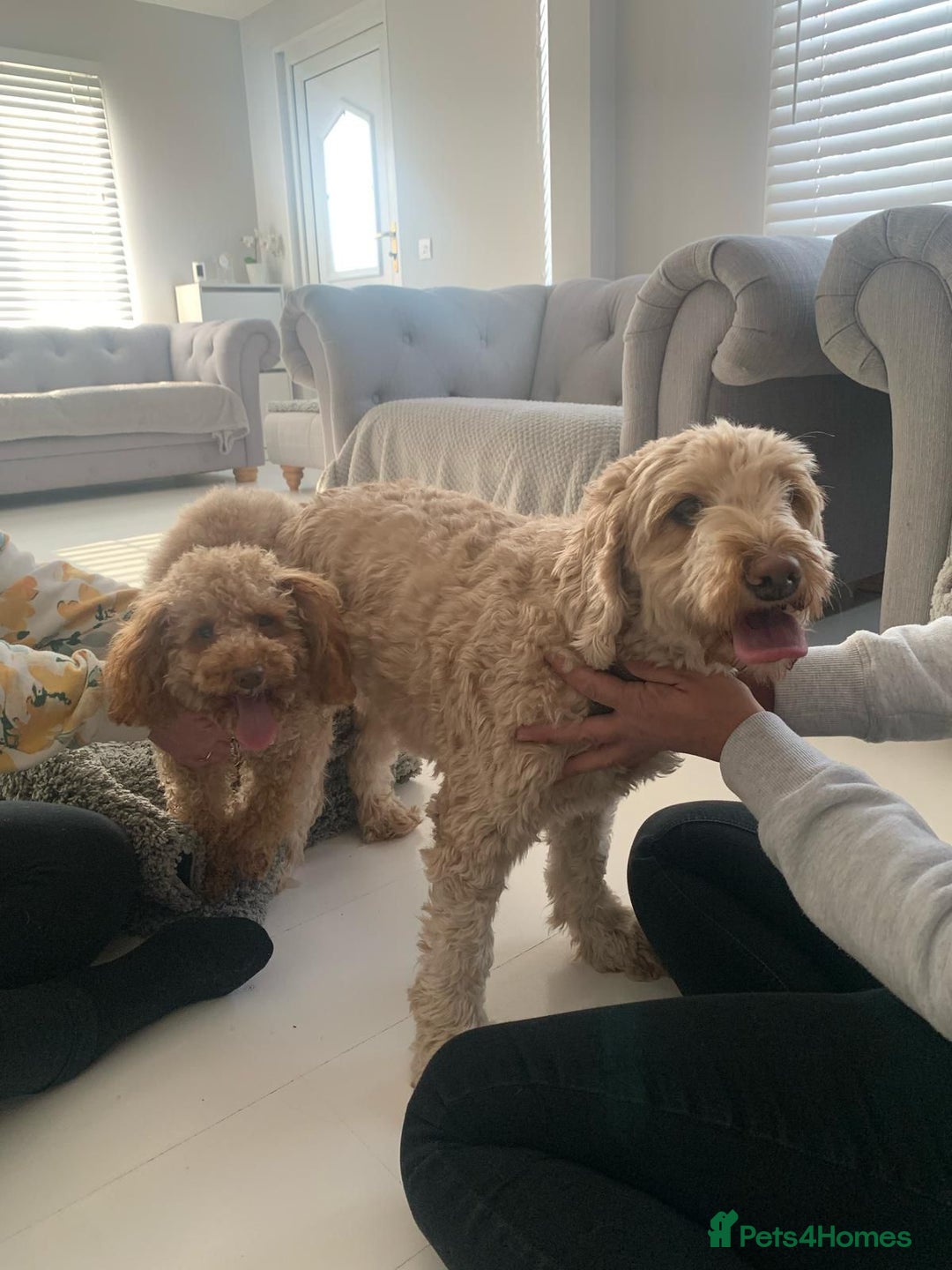 Toy Poodle dogs for stud: Quinn Red & white Toy Poodle for Stud ONLY. in Northampton - Advert 21