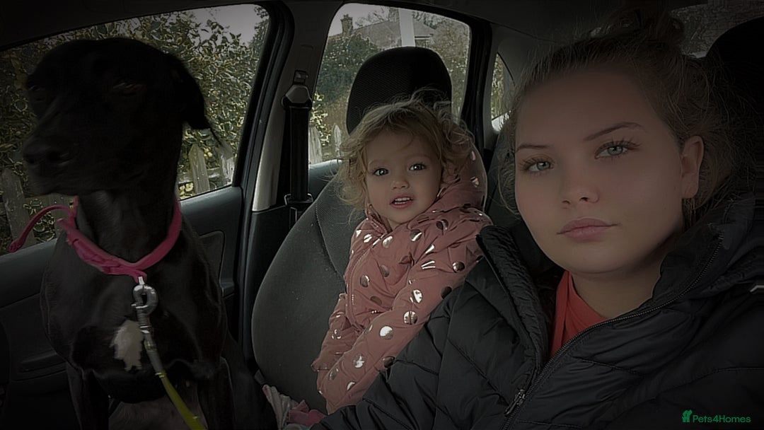 Mixed Breed dogs for sale: Gorgeous greyhound cross weimaraner - Advert 9