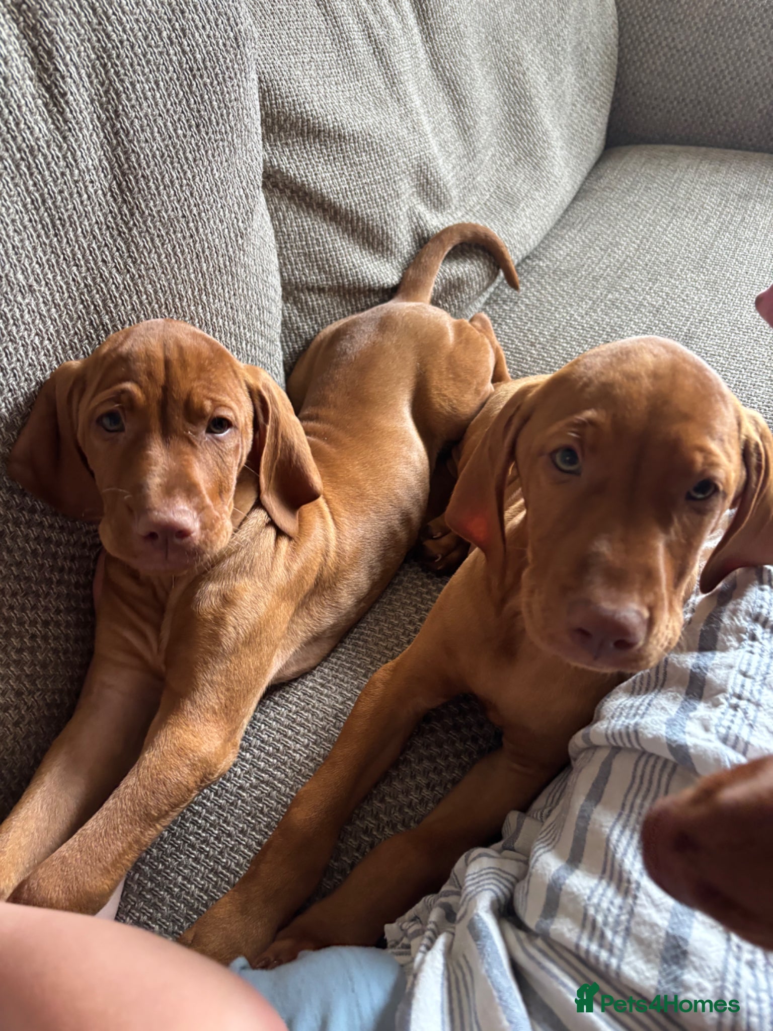 Hungarian Vizsla dogs KC REGISTERED VIZSLA PUPPIES  - Advert 2
