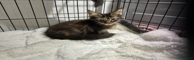 Maine Coon 4 parrot