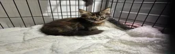 Maine Coon cats for sale: Tica reg Maine coons - Advert 7