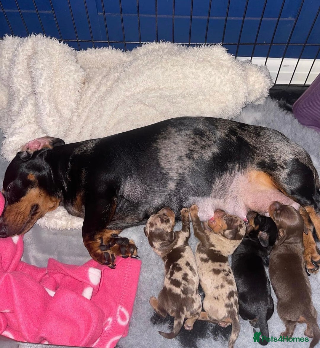 Miniature Dachshund dogs for sale: Chocolate Miniature Wieners pups!! - Image 8