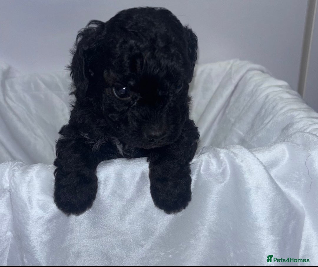 Toy Poodle dogs for sale: Adorable Toy Poodle puppies  - Advert 10