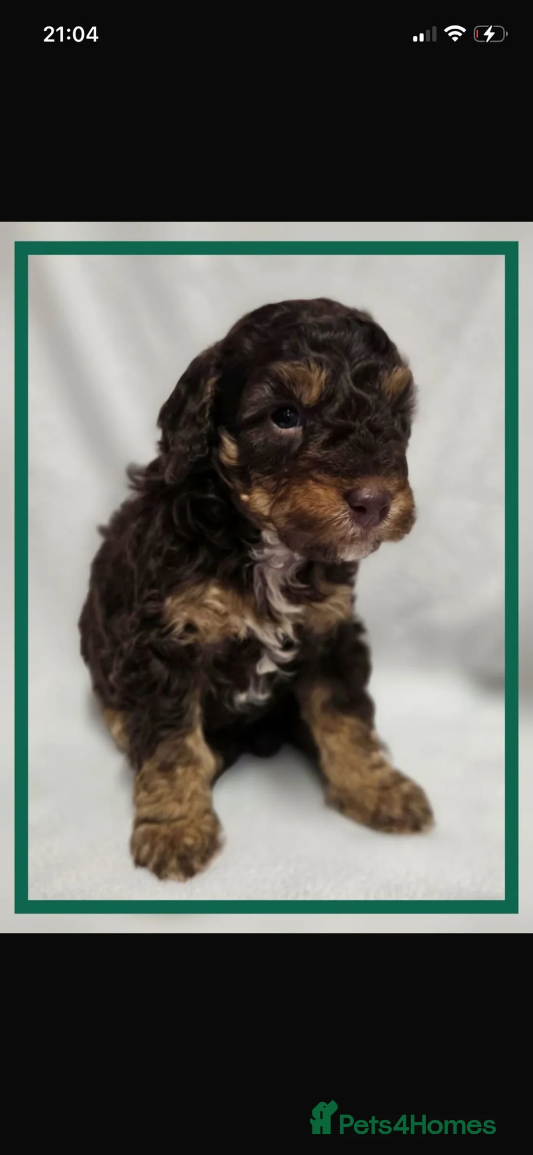Toy Poodle dogs for stud: TINY CHOCOLATE PHANTOM BOY  - Advert 5