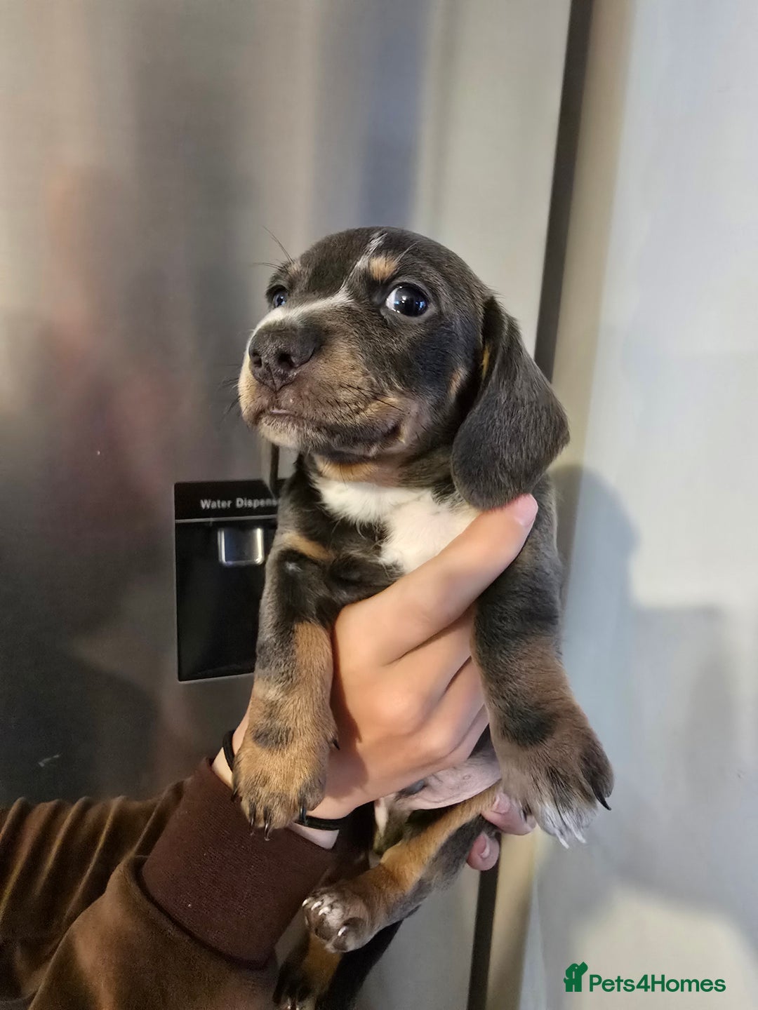 Dachshund dogs for sale: Short and long hair miniature dashund  - Image 12