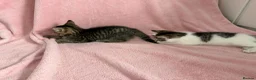 Mixed Breed cats for sale: Litter of 6 Kittens  - Advert 9