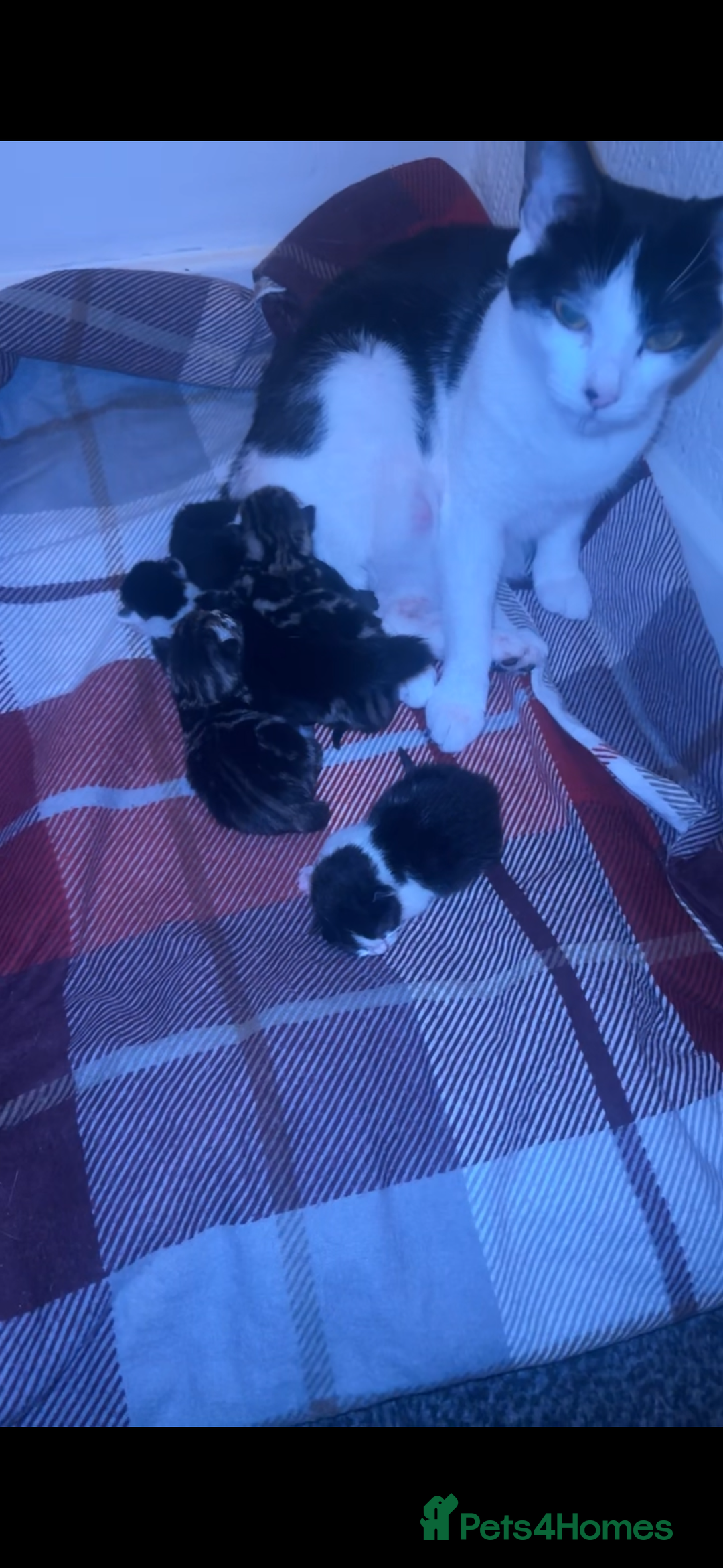 Mixed Breed cats for sale: 3 tabby cats ready in 2 weeks  - Image 9