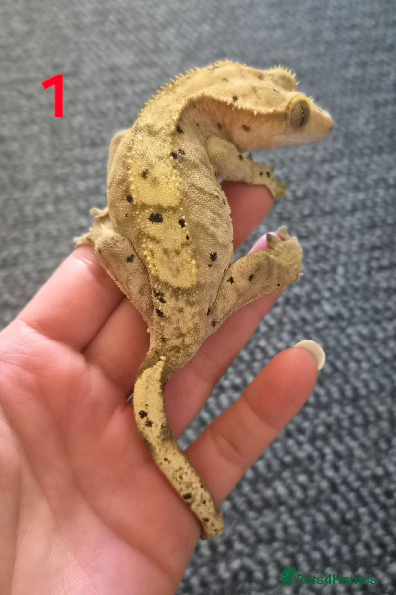 Gecko reptiles Female crested geckos for sale (kink tails) - Advert 10