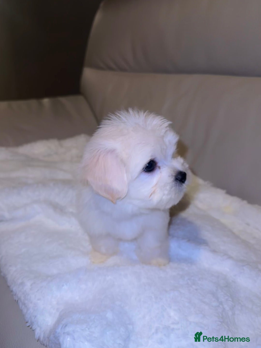 Maltese dogs for sale: Maltese puppies  - Advert 8