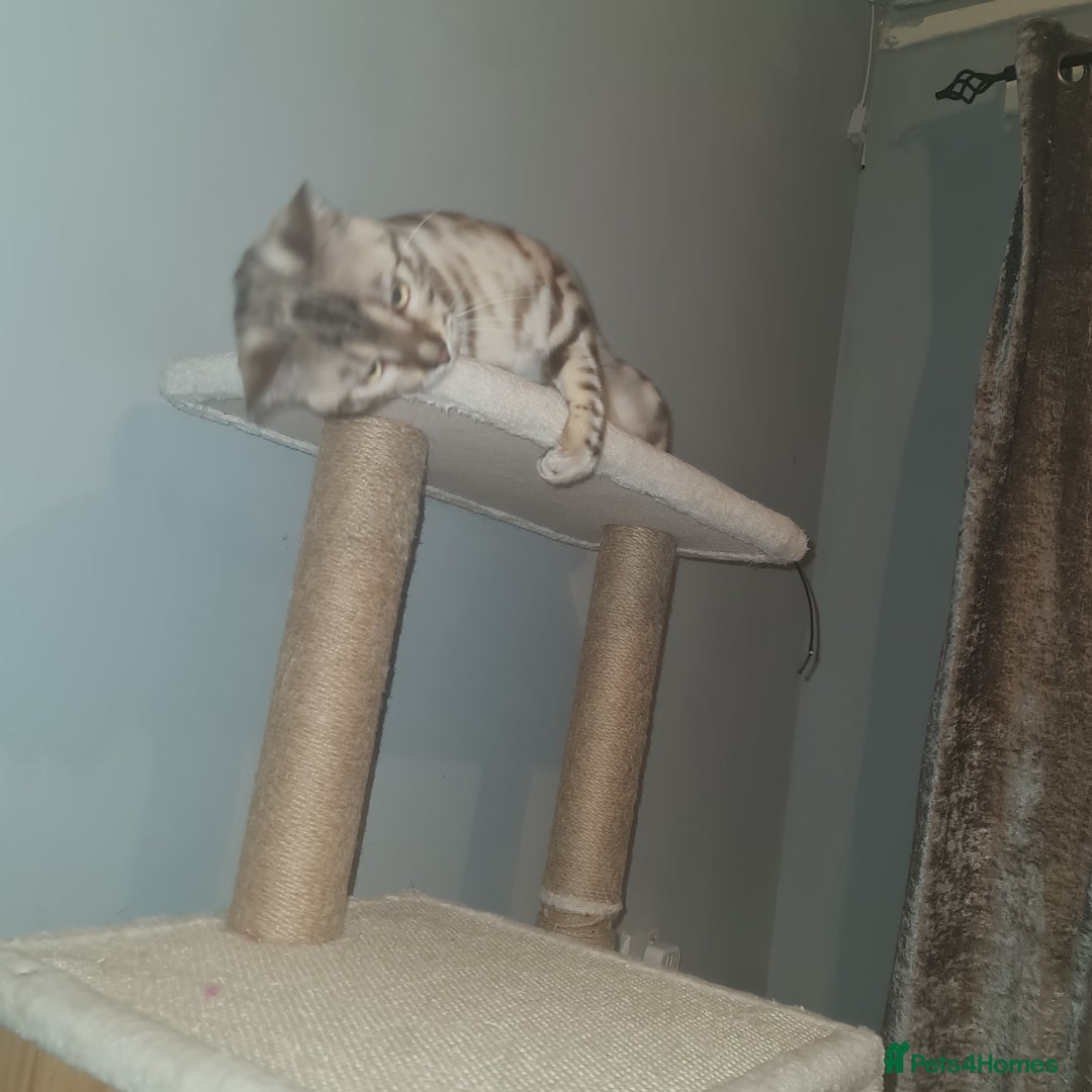 Bengal cats for stud: Snow bengal - Image 6