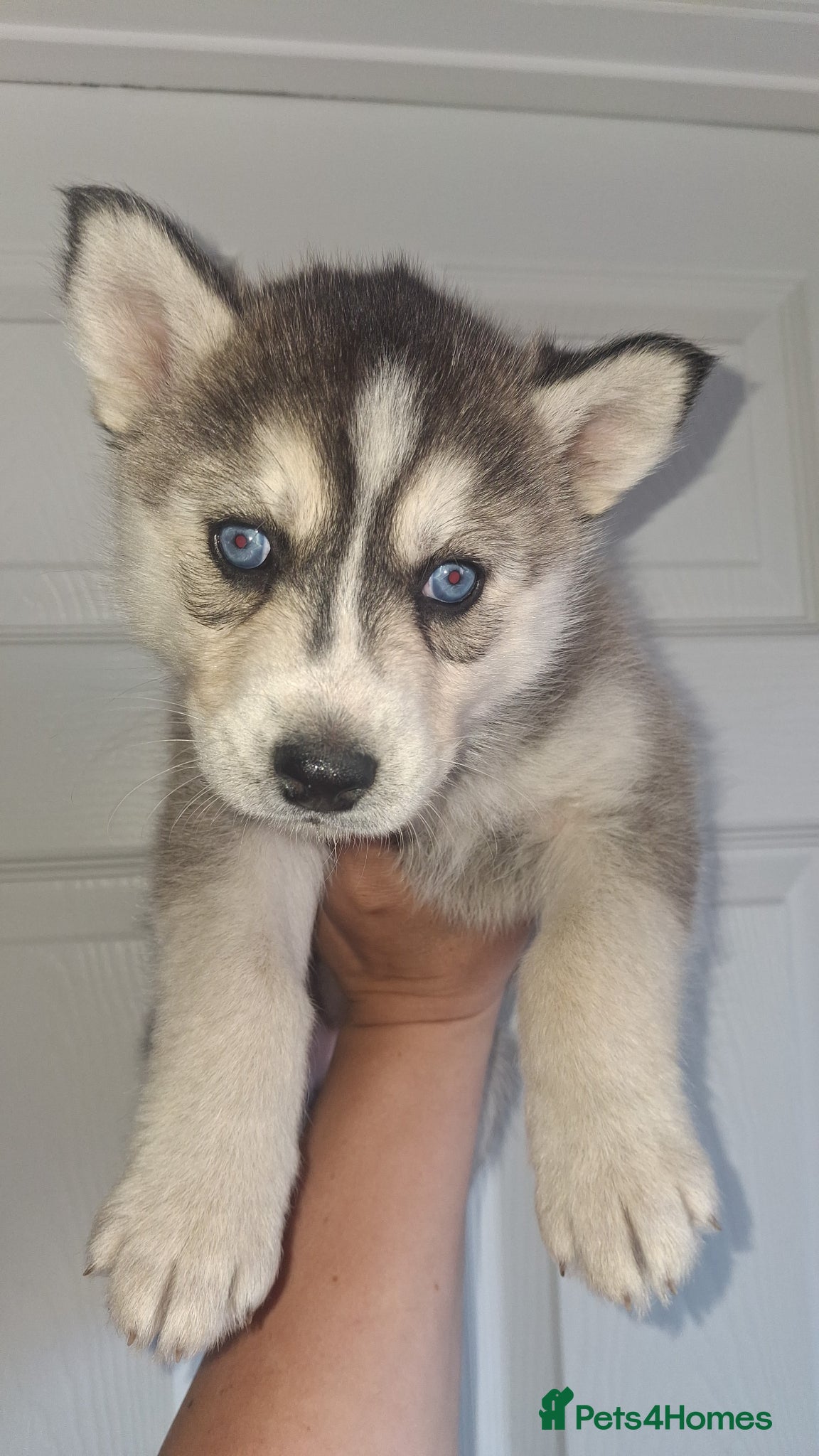 Pomsky dogs Beautiful f2b pomsky puppies  - Advert 7