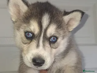 Pomsky dogs Beautiful f2b pomsky puppies - Advert 7