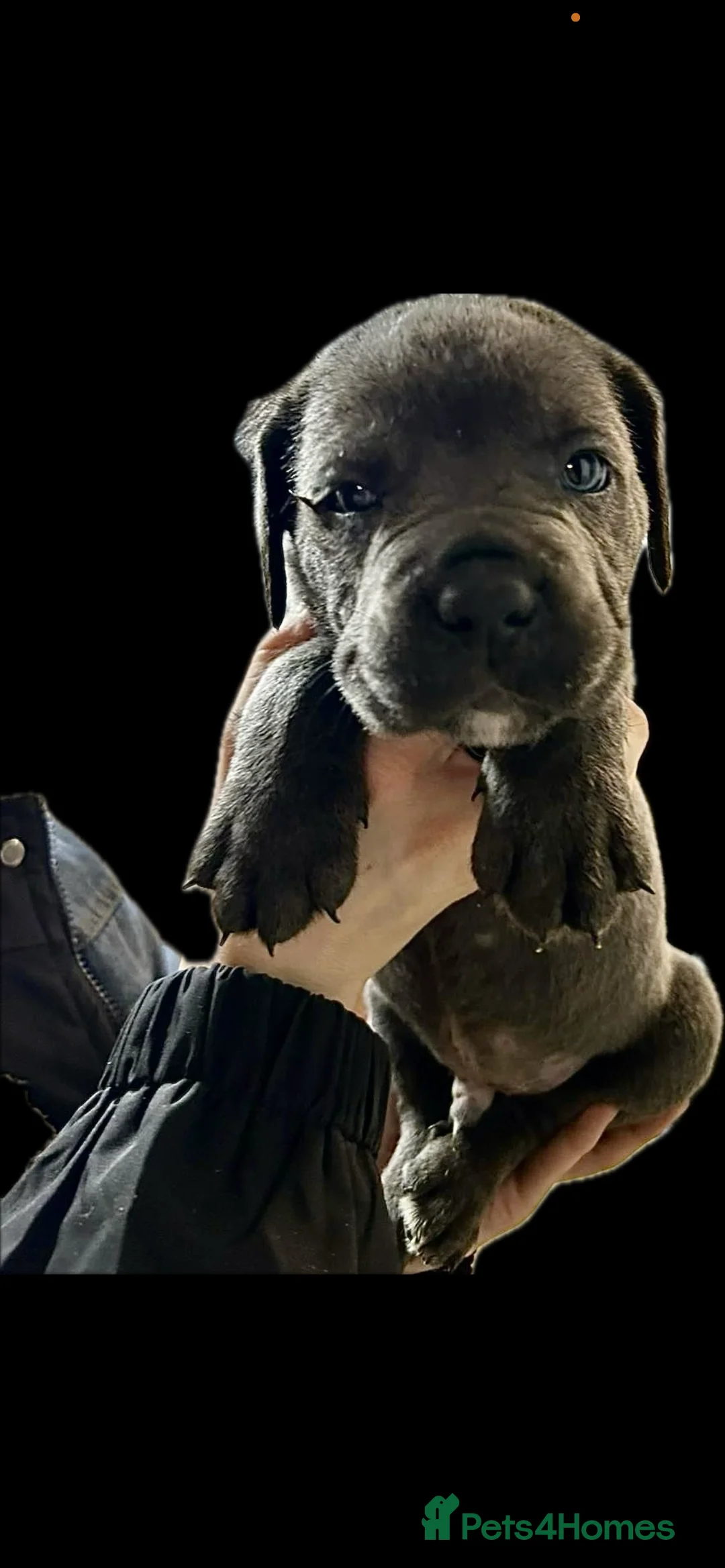 Cane Corso dogs for sale: Cane corso pups - Advert 12